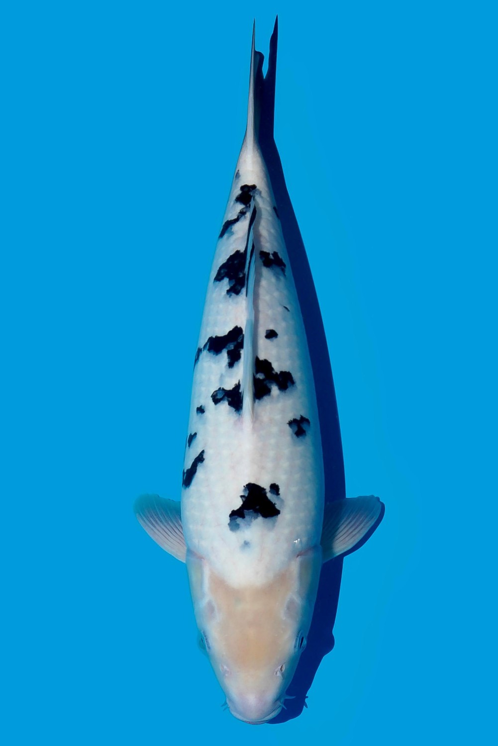 Juara 1