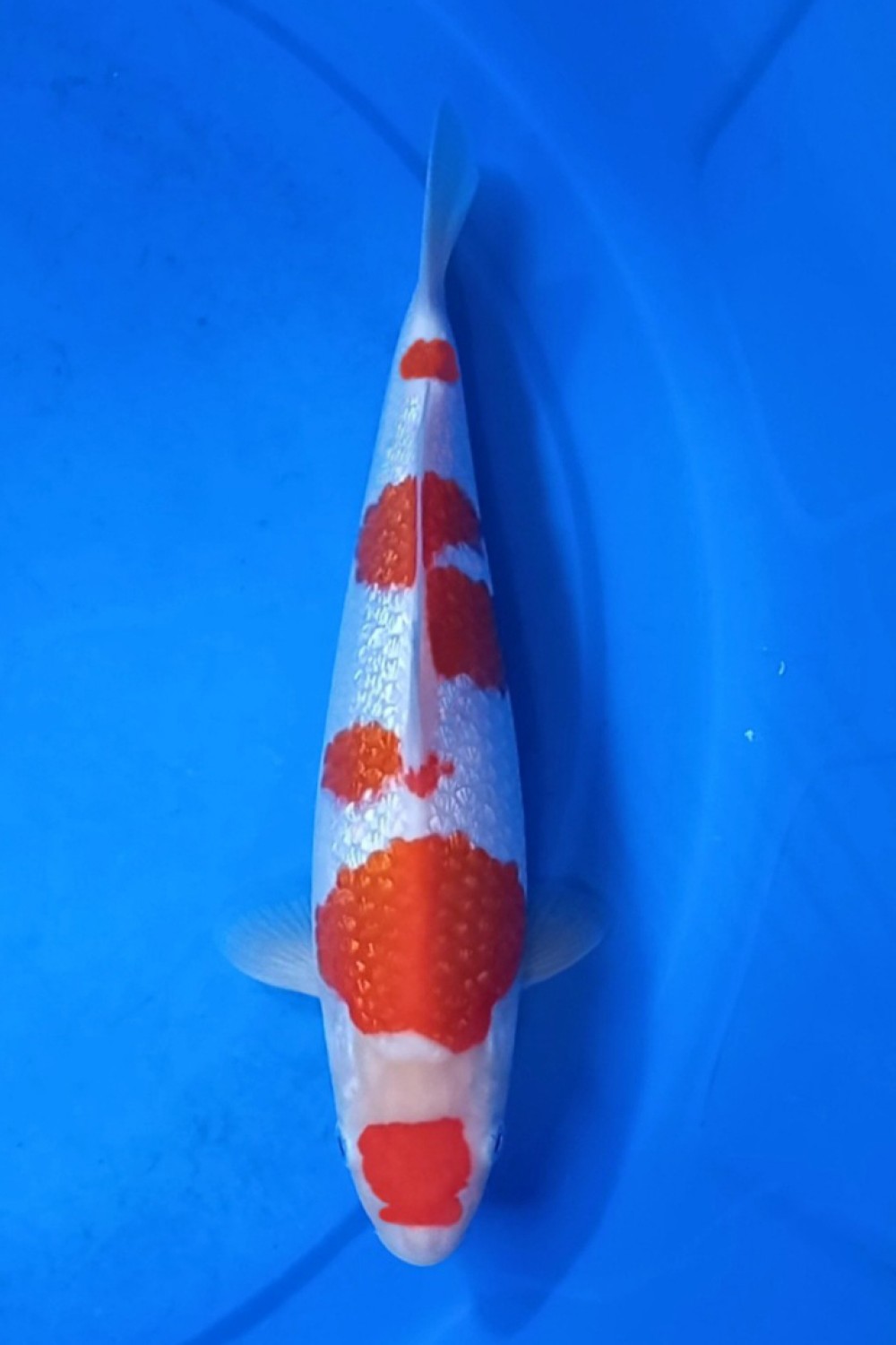 Juara 4