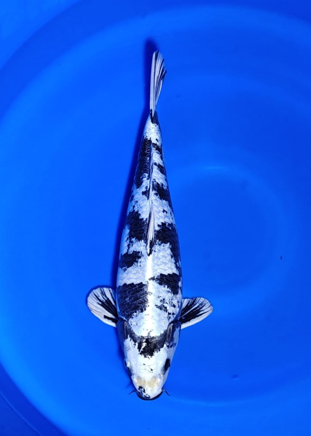 Juara 2