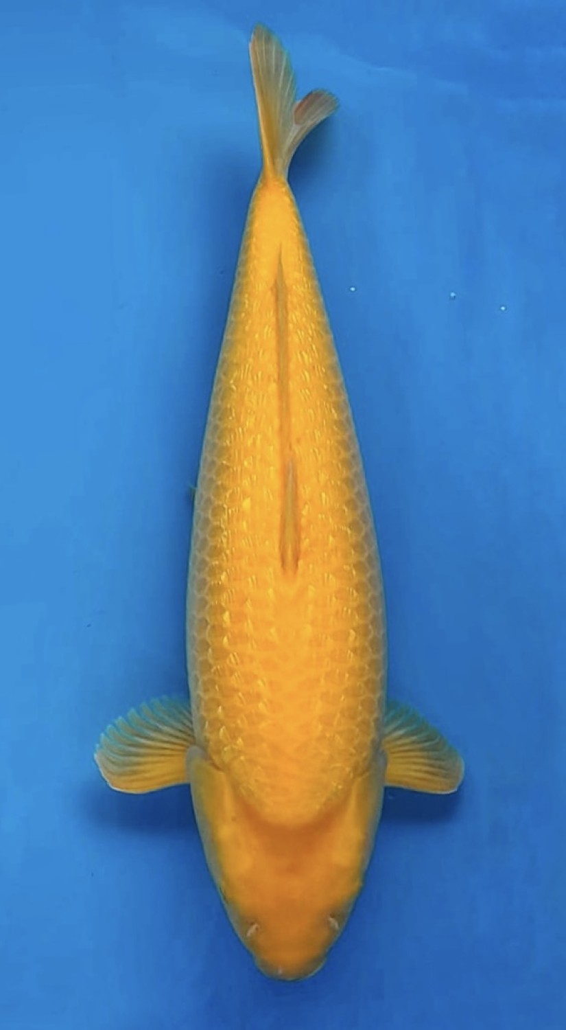 Best In Size E 61 - 65 cm