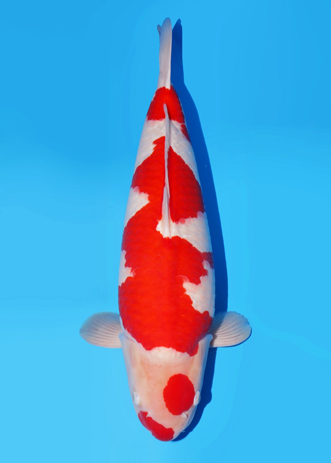 Juara 1