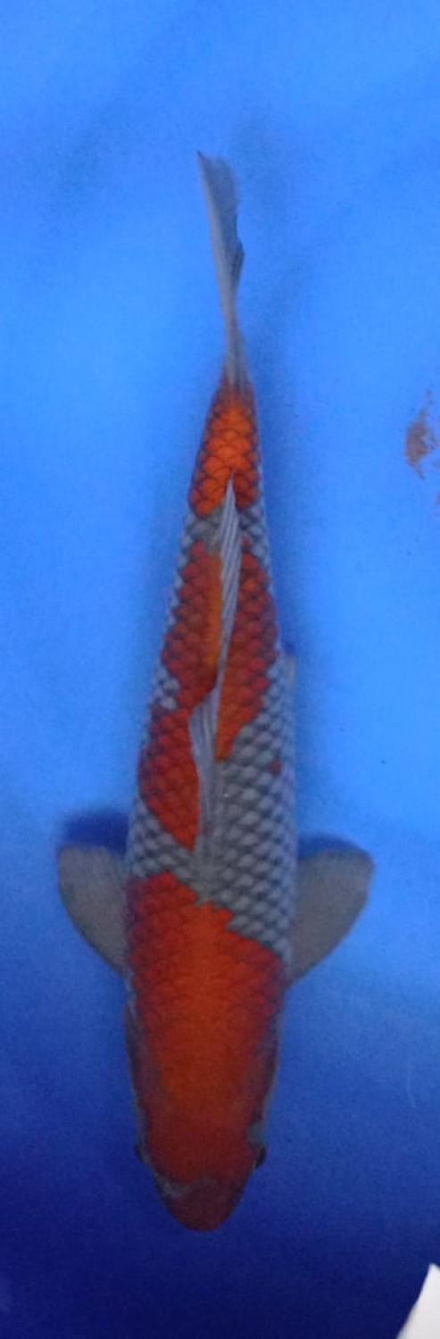 Juara 1