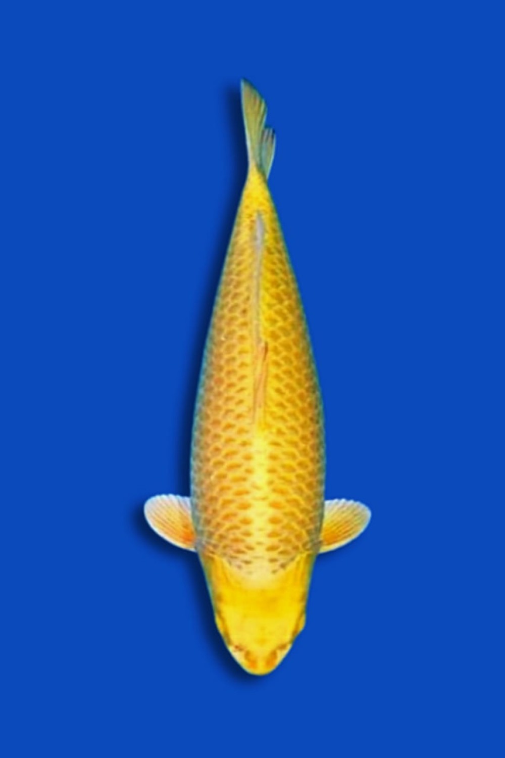 Juara 1