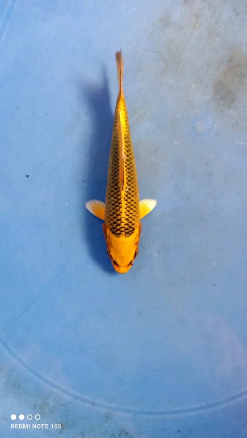 Juara 1