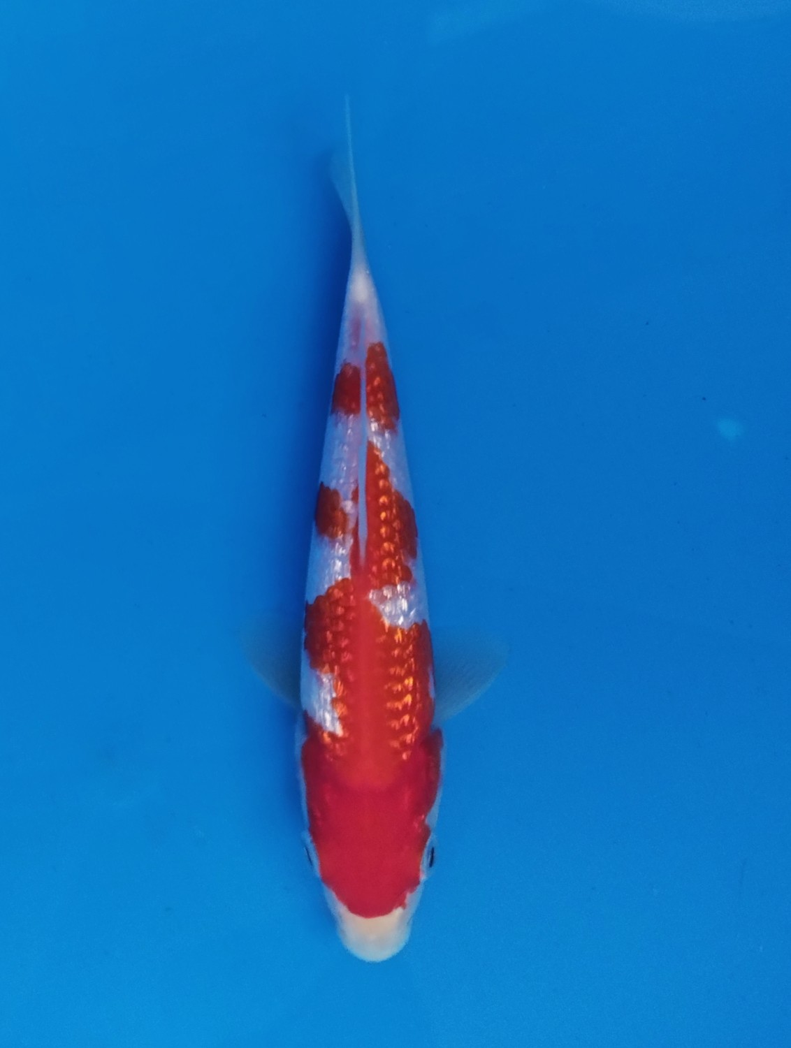 Juara 5