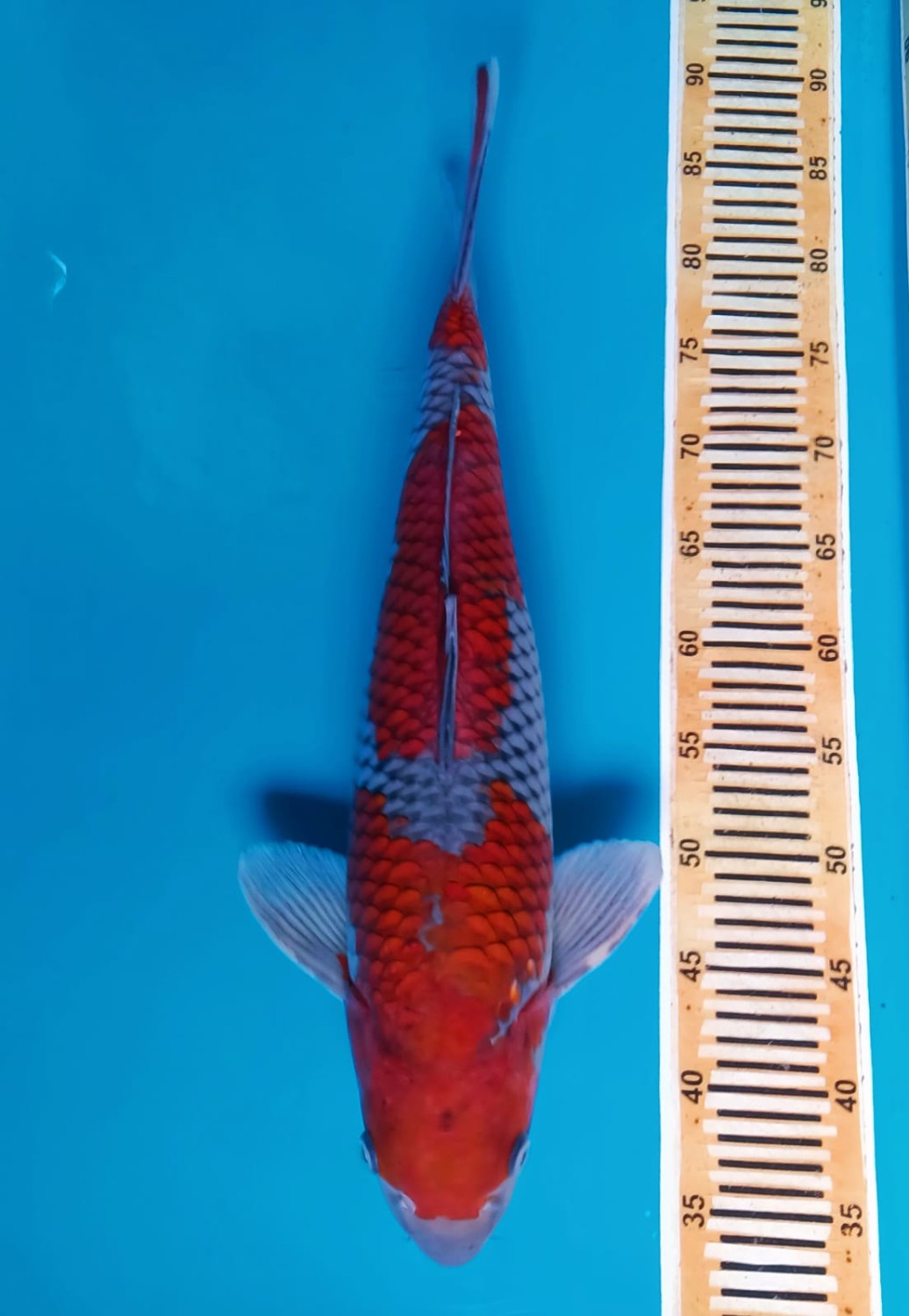 Juara 2