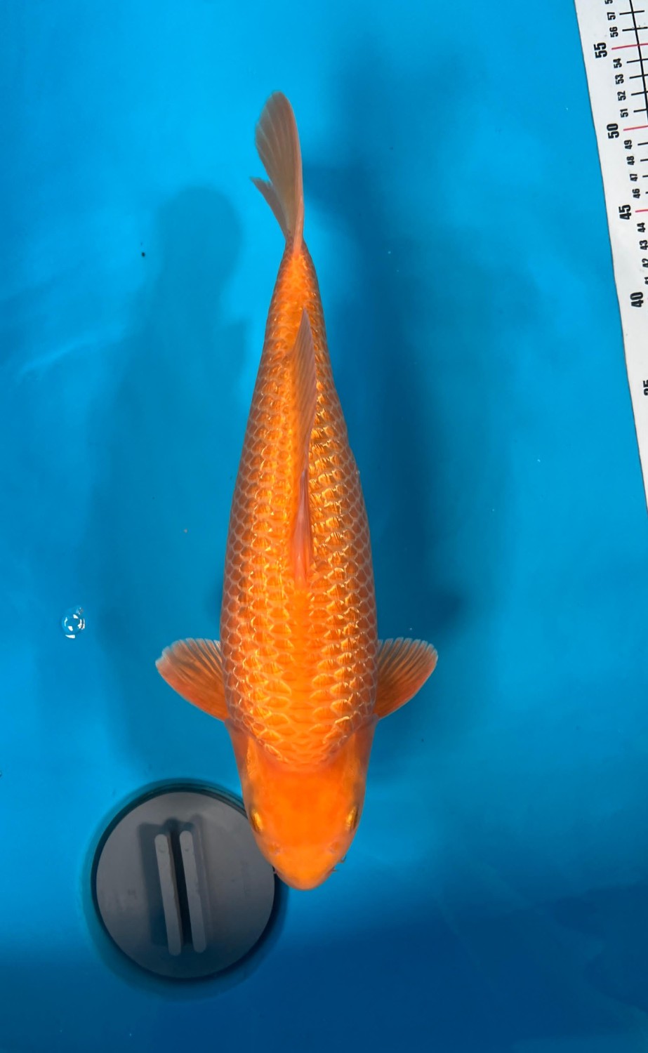 Juara 1