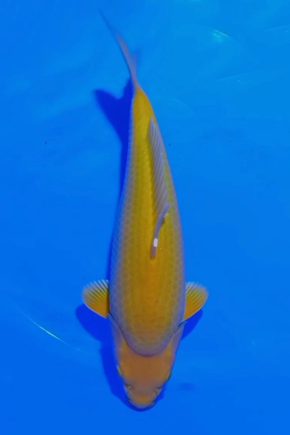 Juara 1