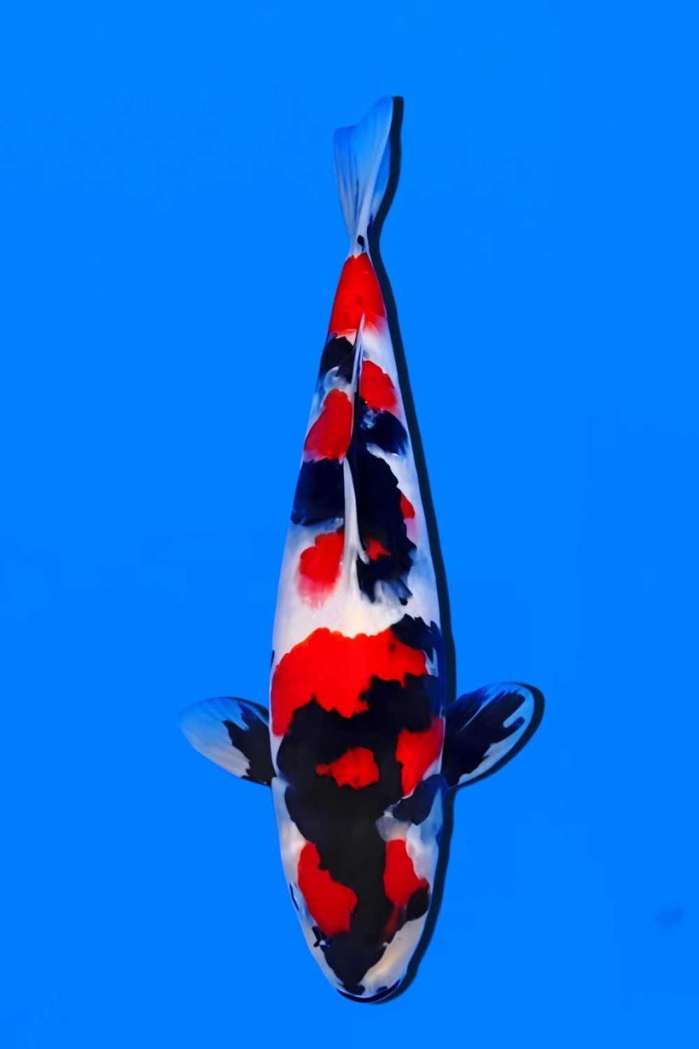 Juara 5