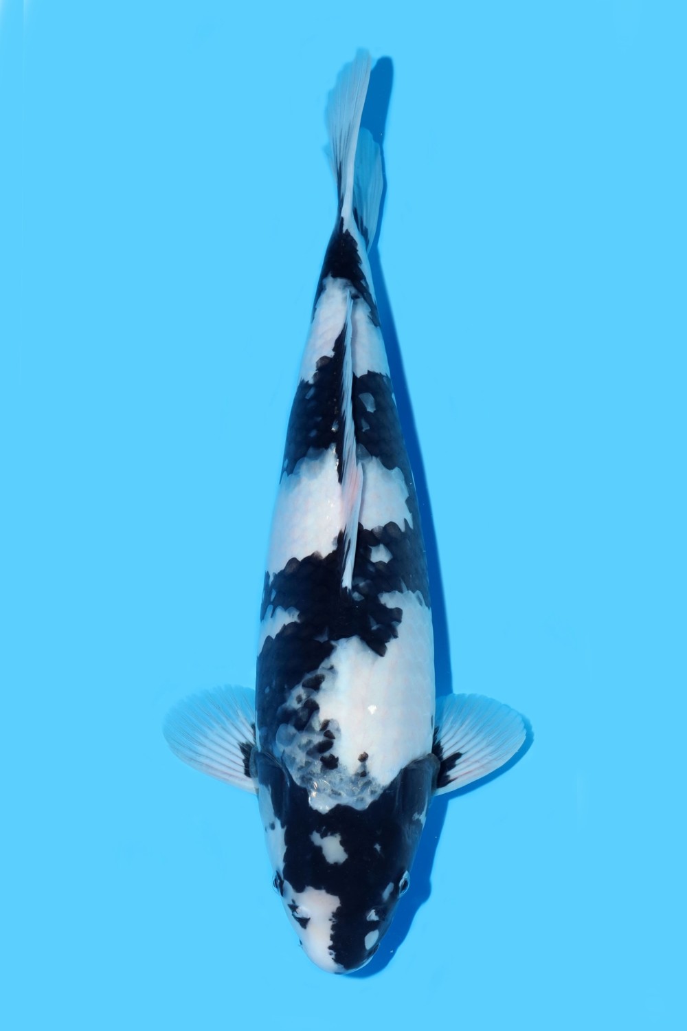 Juara 2