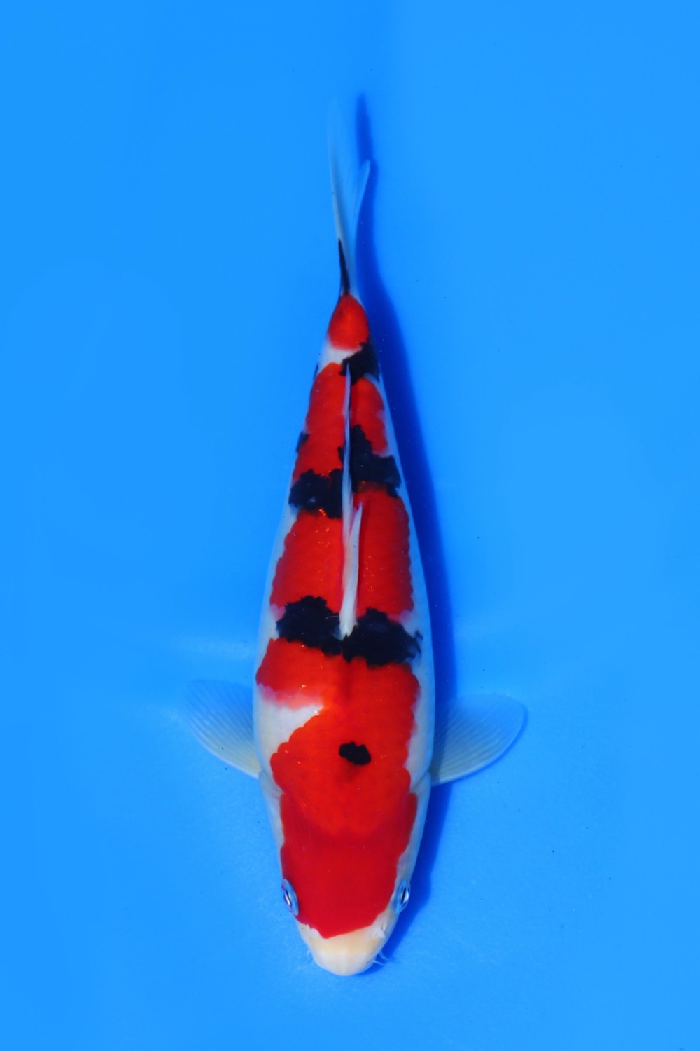Juara 5