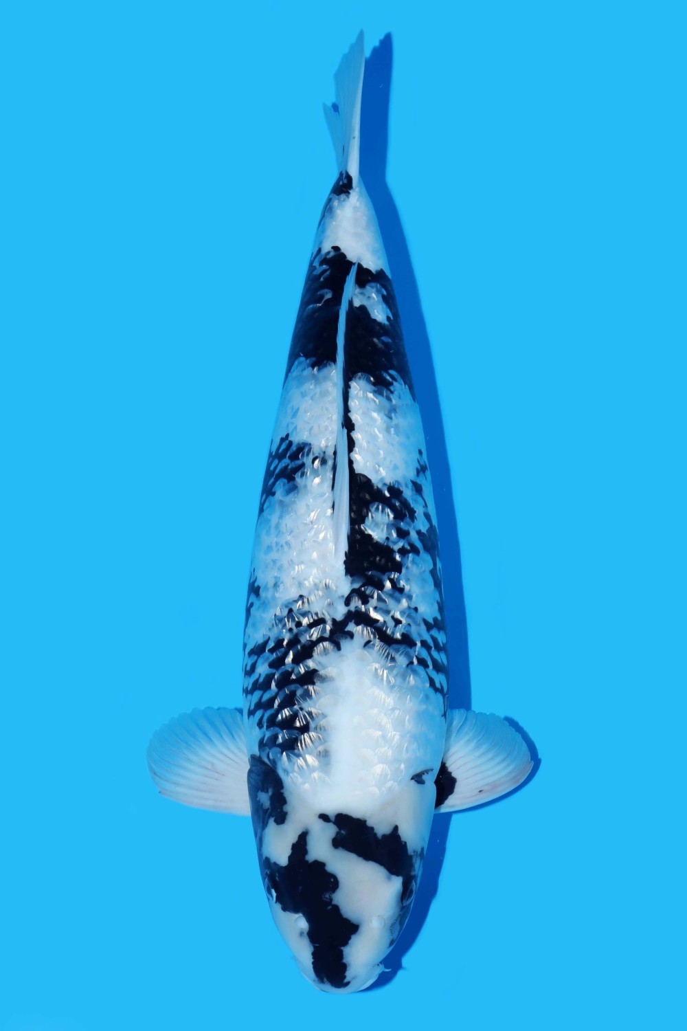 Juara 1