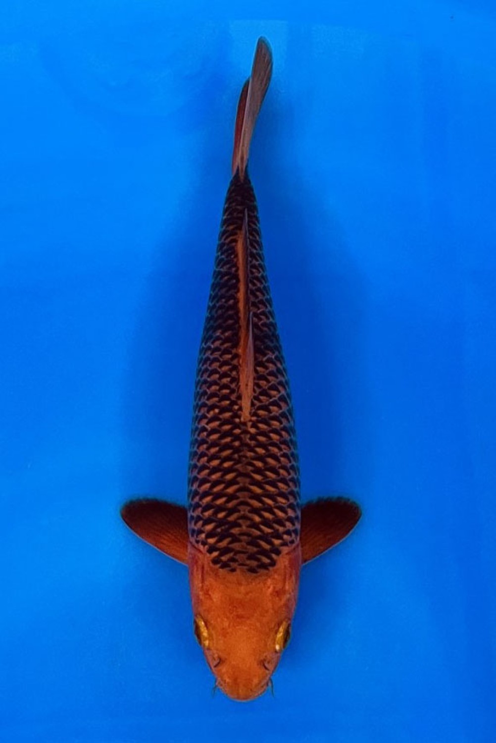 Juara 5