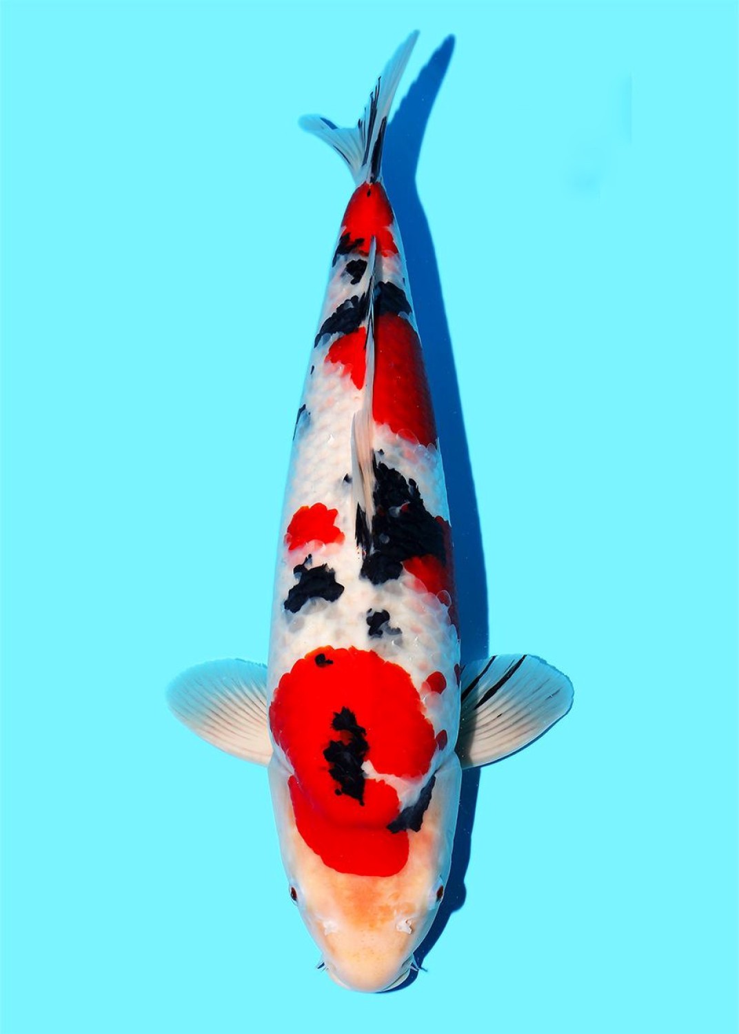 Best In Size A 51 - 55 cm