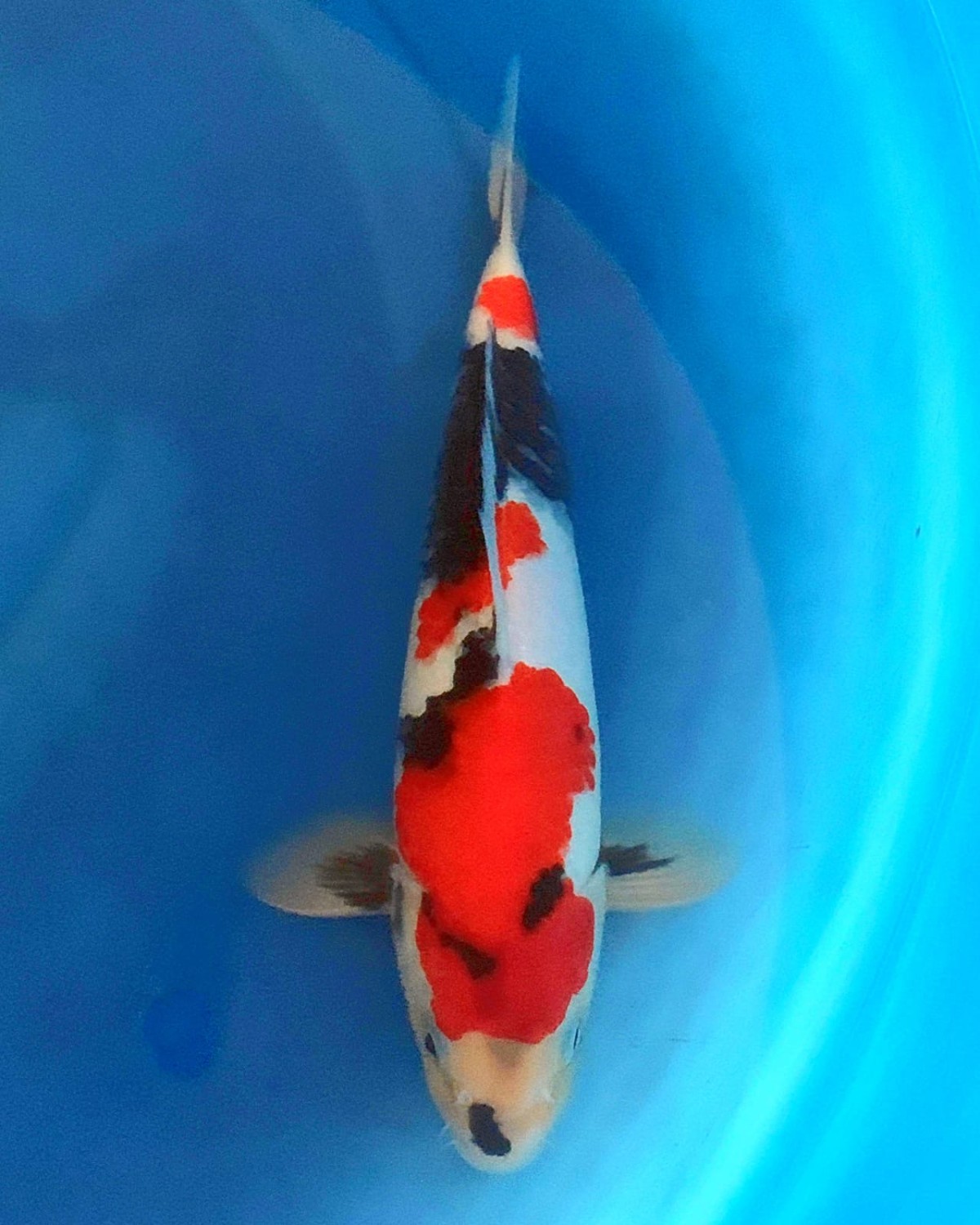 Juara 1