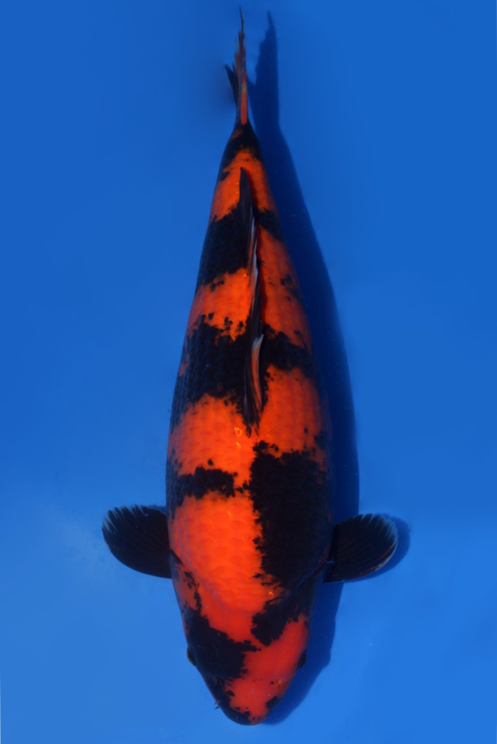 Best In Size D 61 - 65 cm