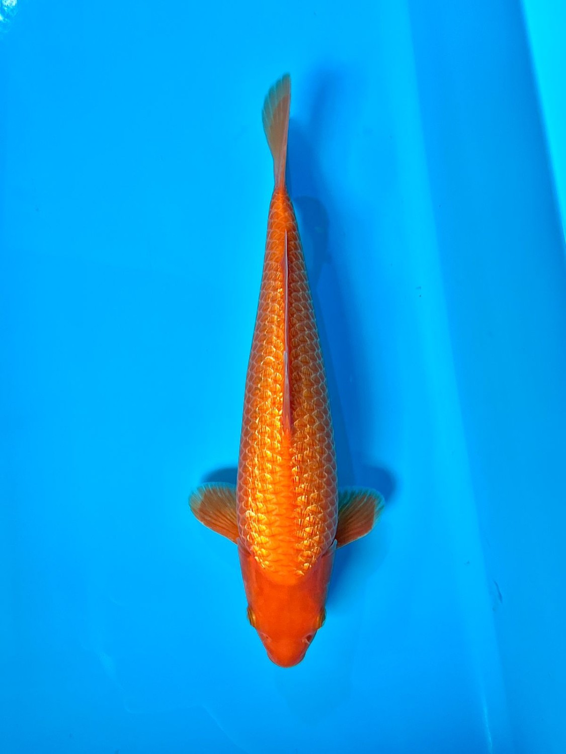 Juara 2