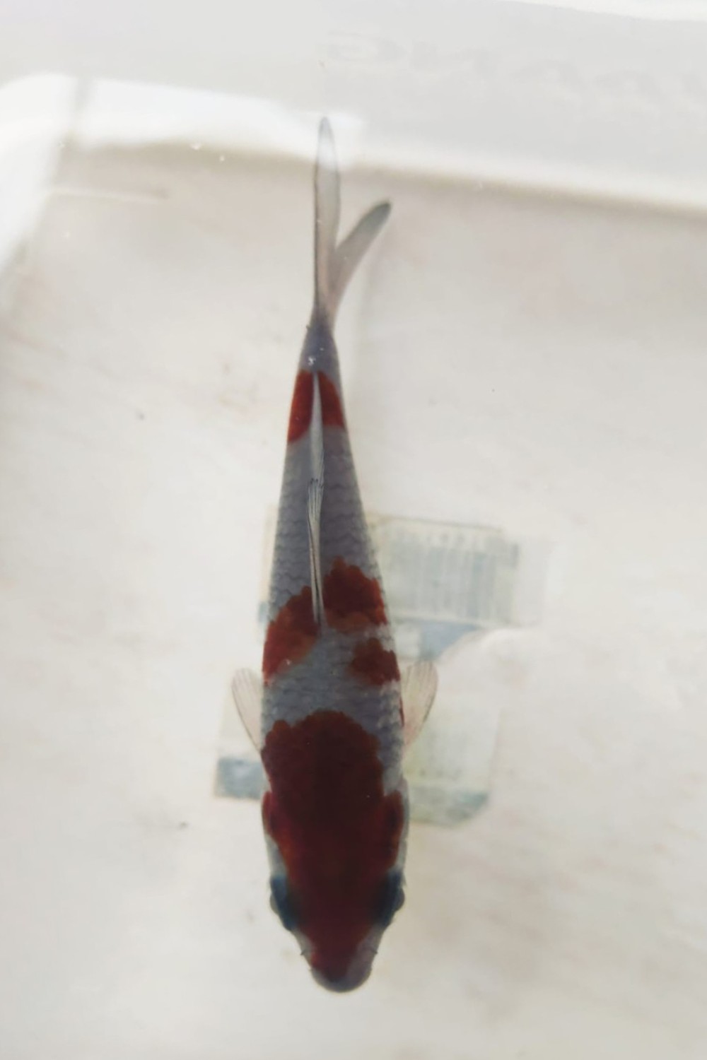 Juara 2