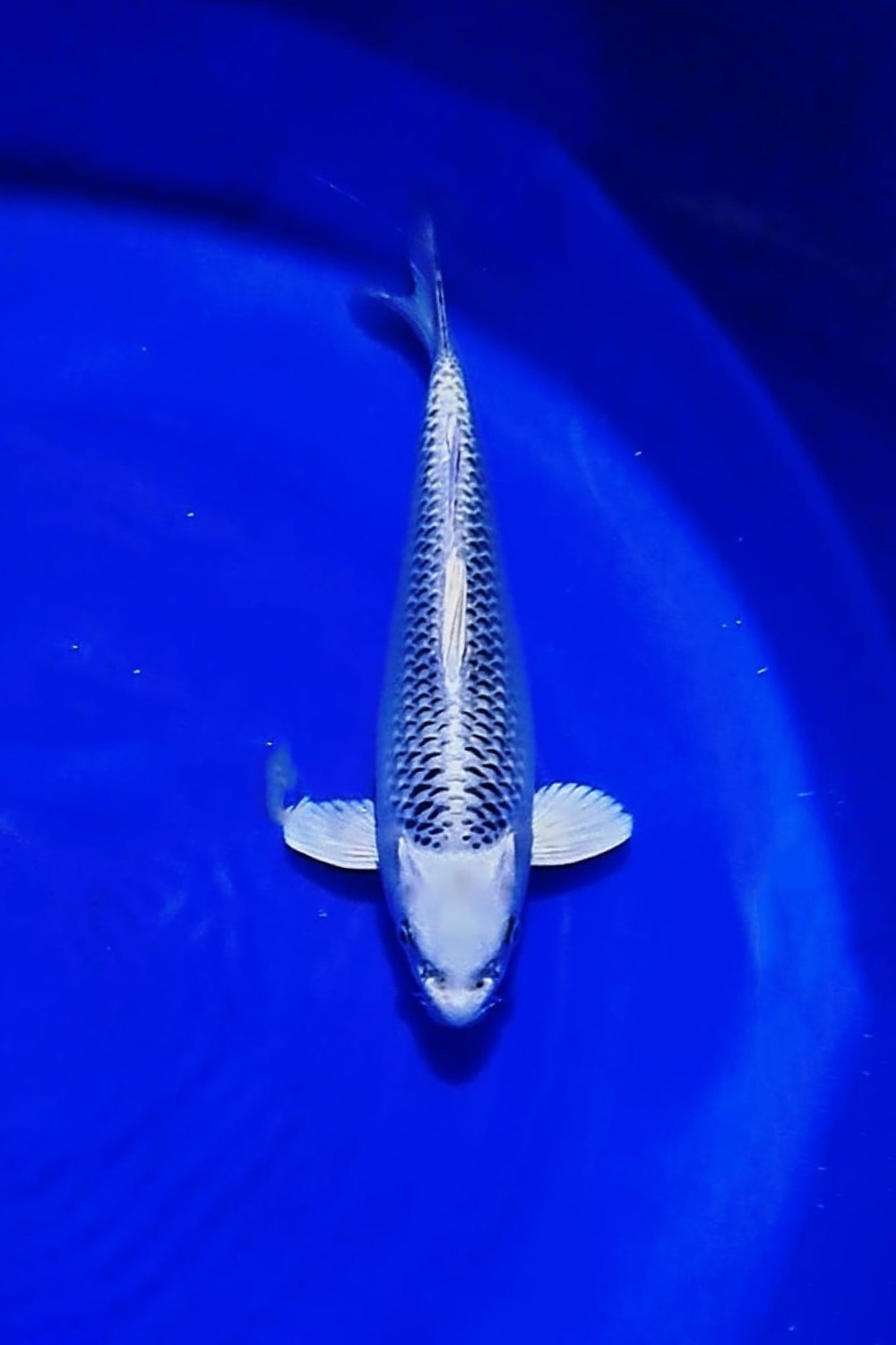 Juara 5