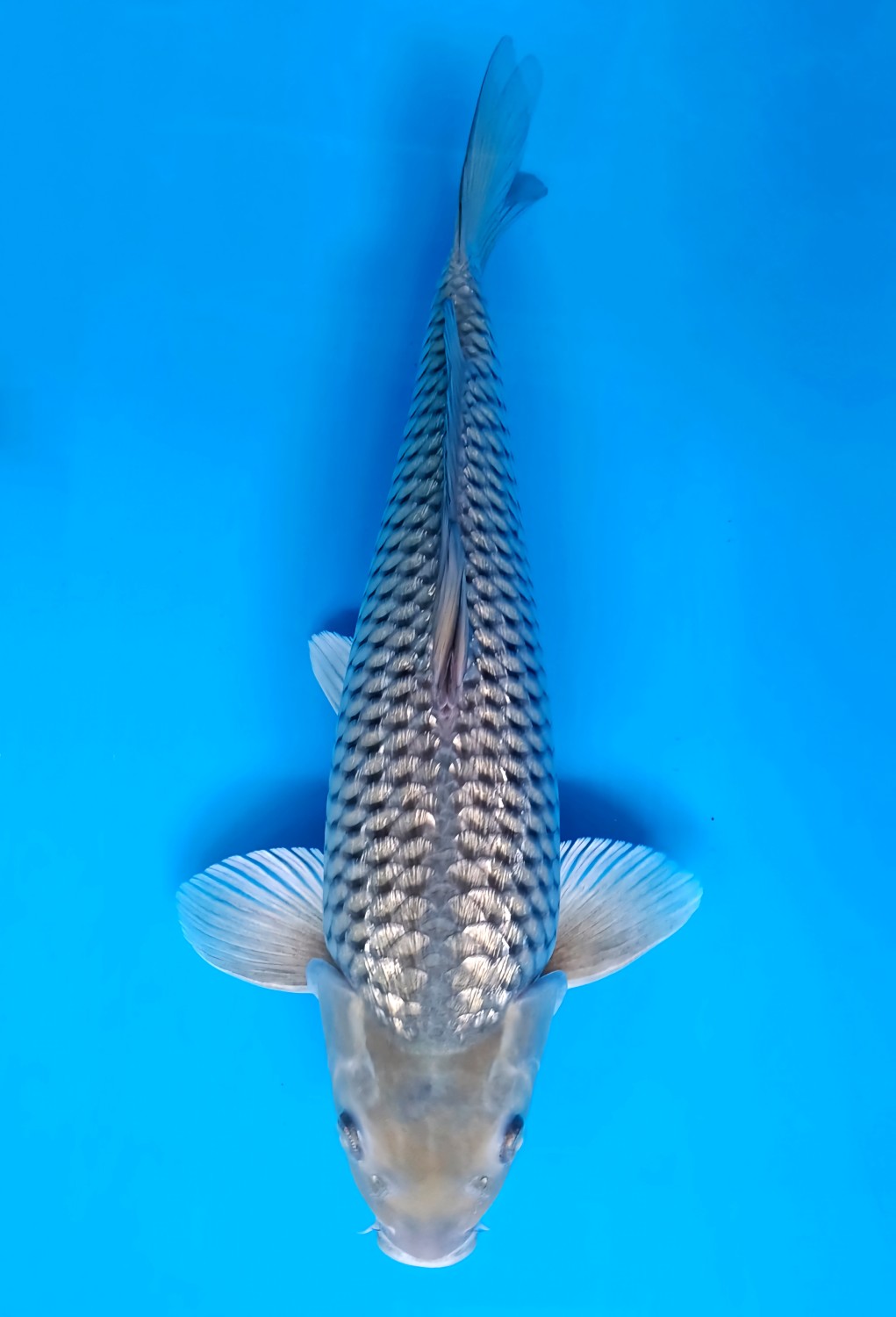 Juara 3