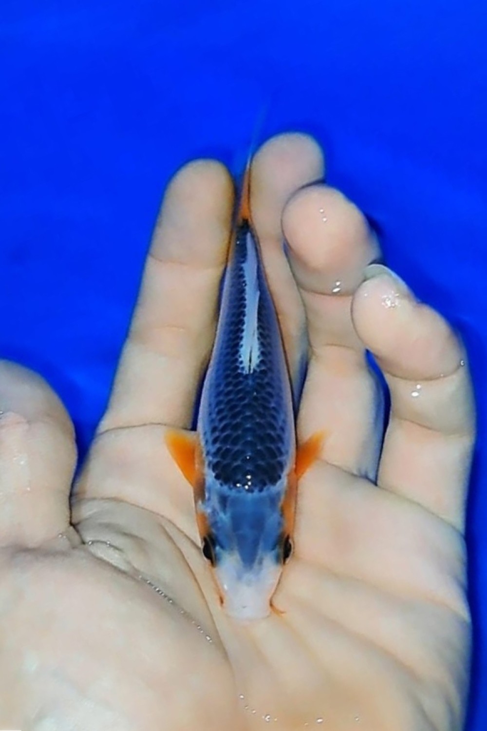 Juara 4