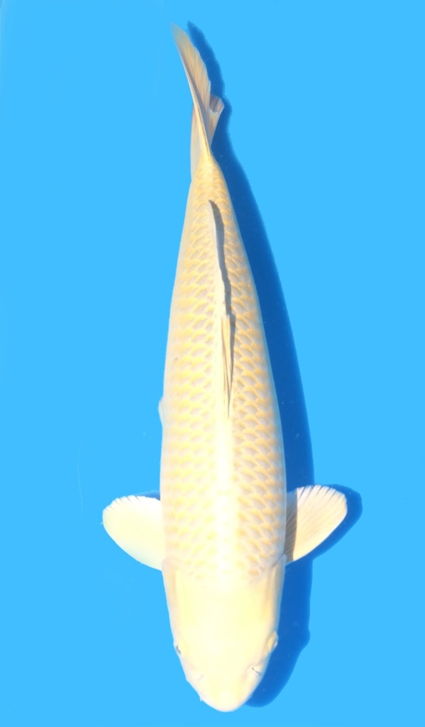 Juara 2