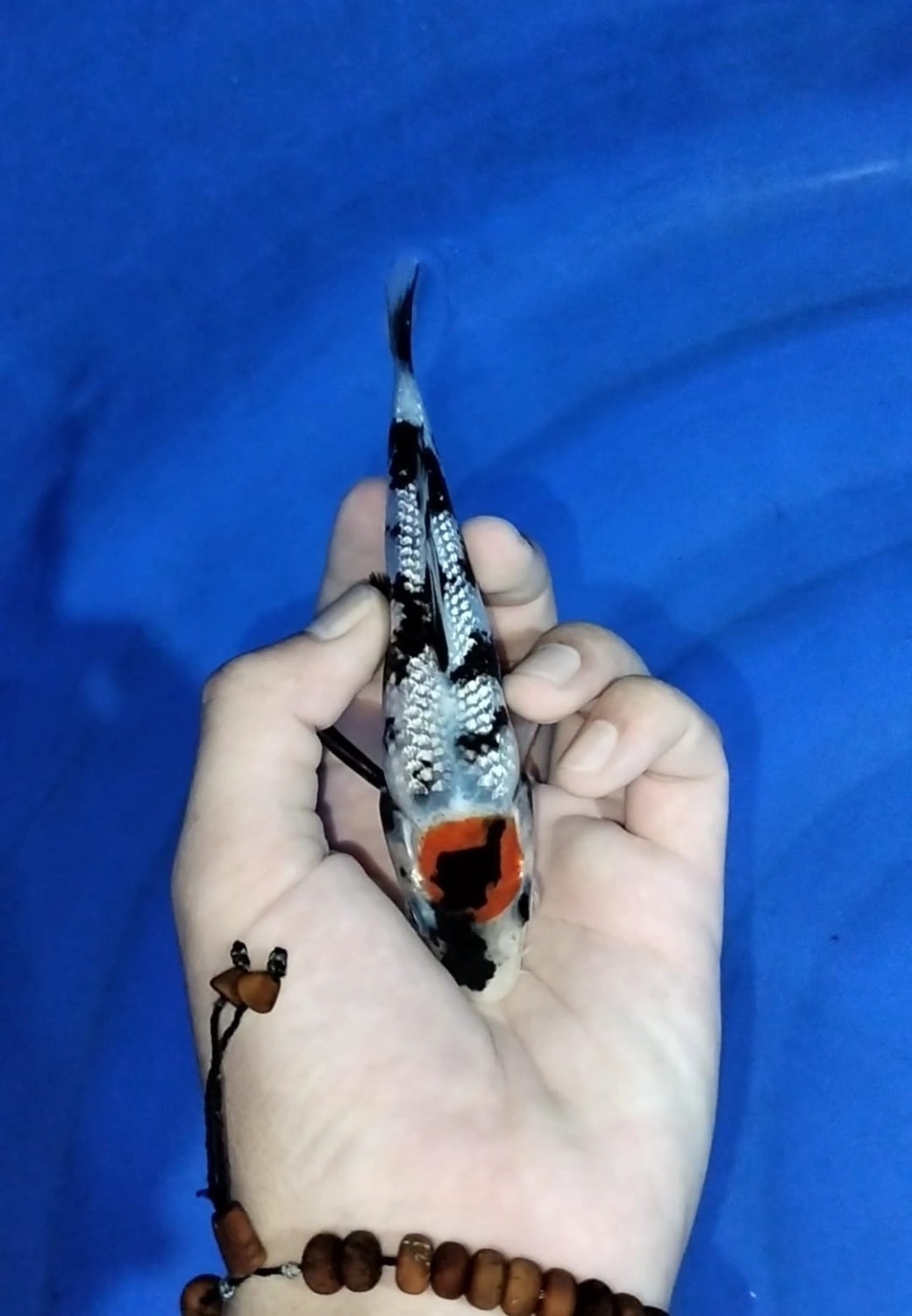 Juara 5