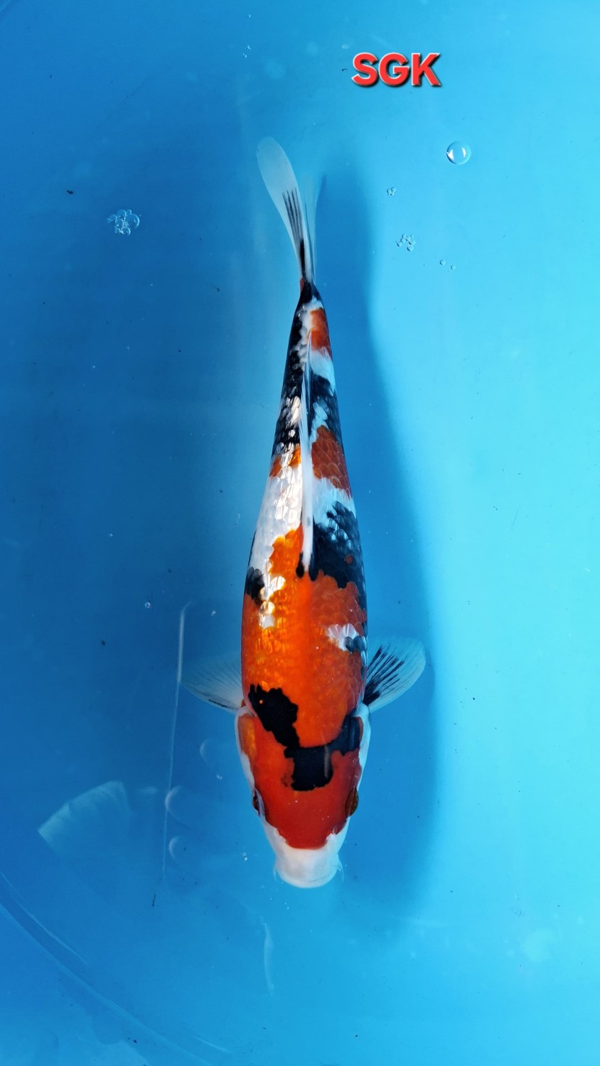 Juara 5