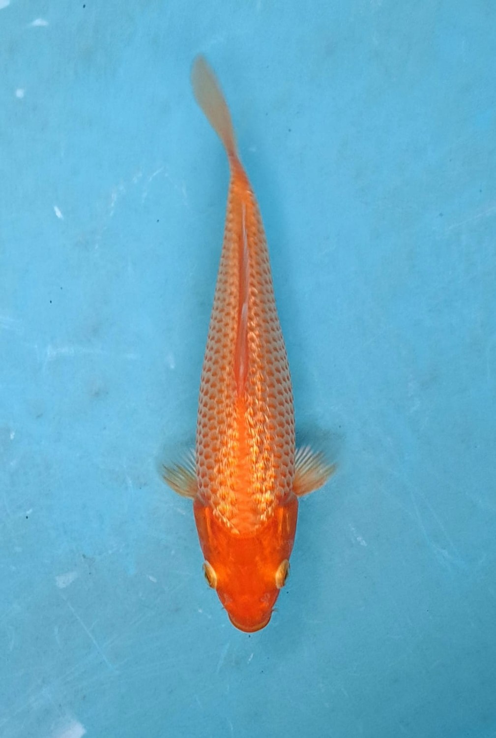 Juara 5