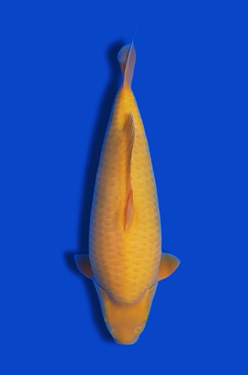 Juara 2