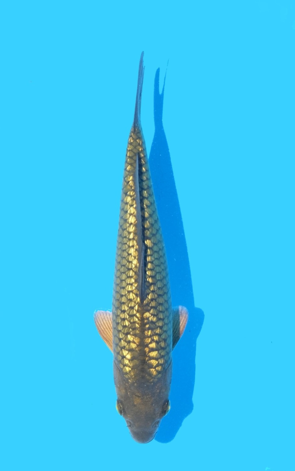 Juara 5