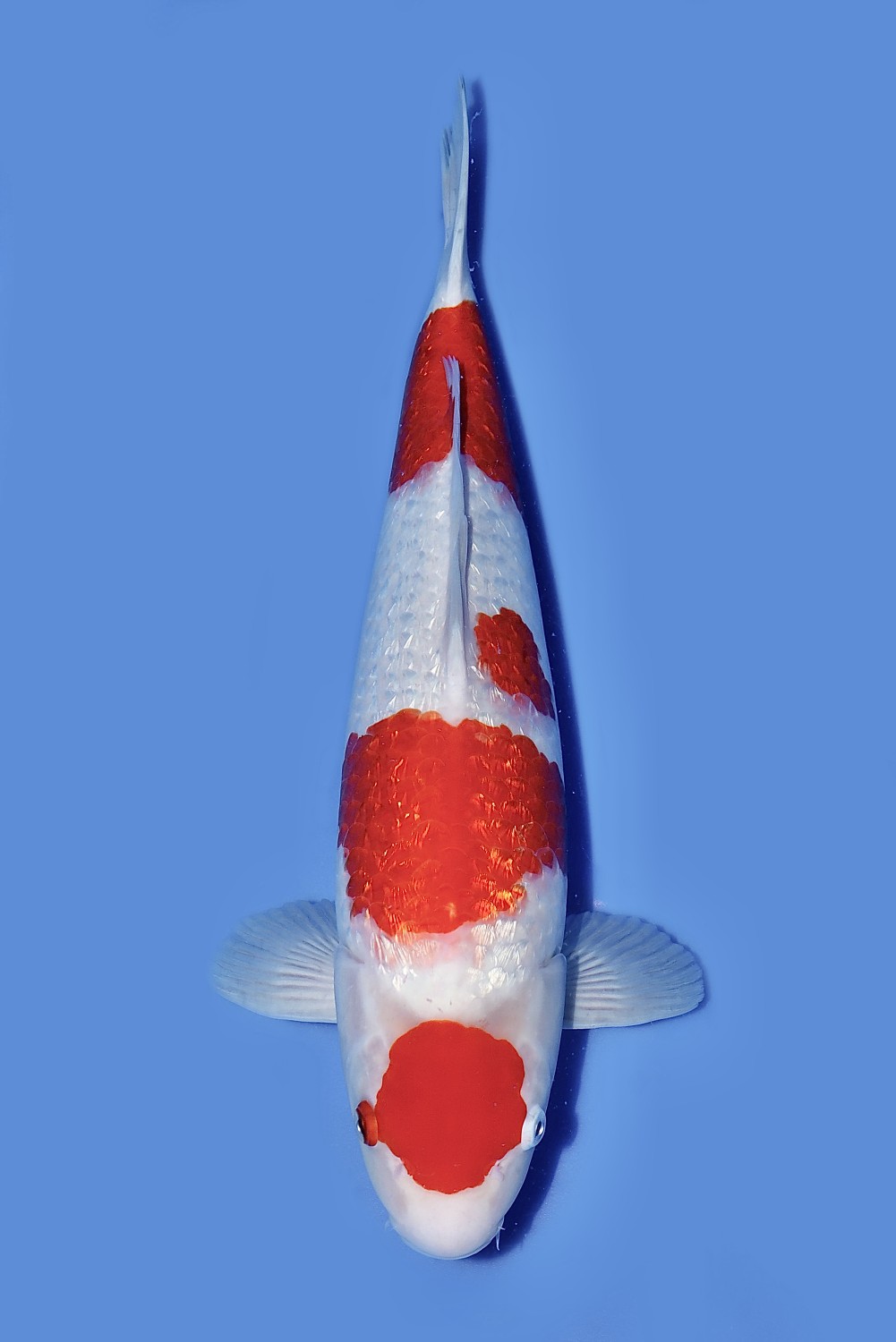 Juara 1