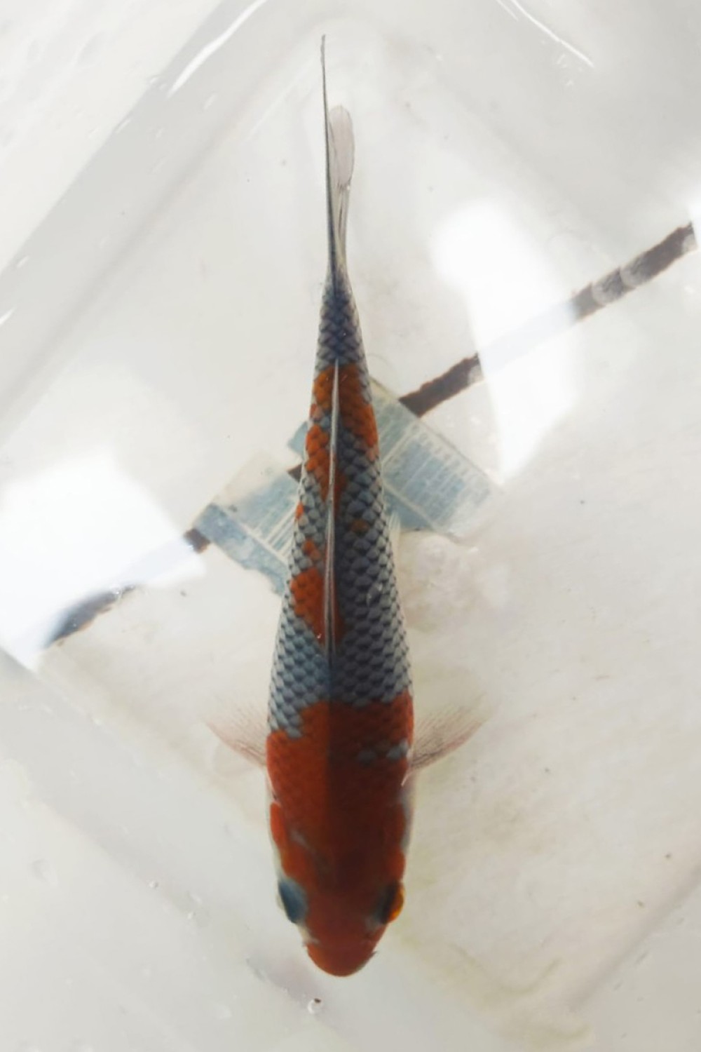 Juara 2