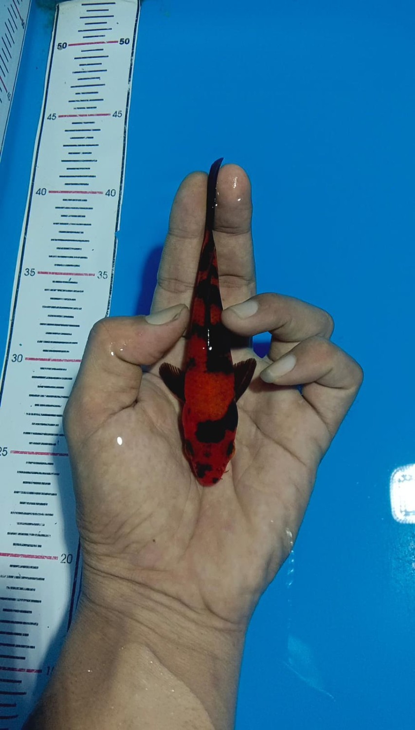 Juara 3