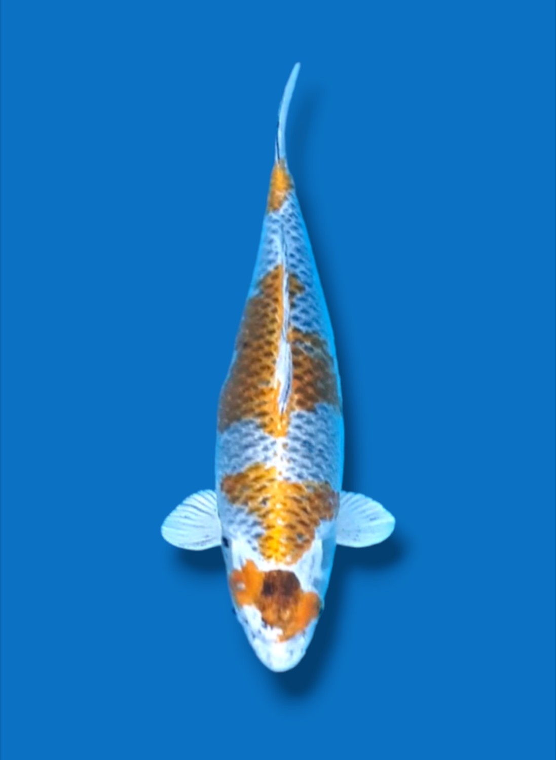 Juara 1