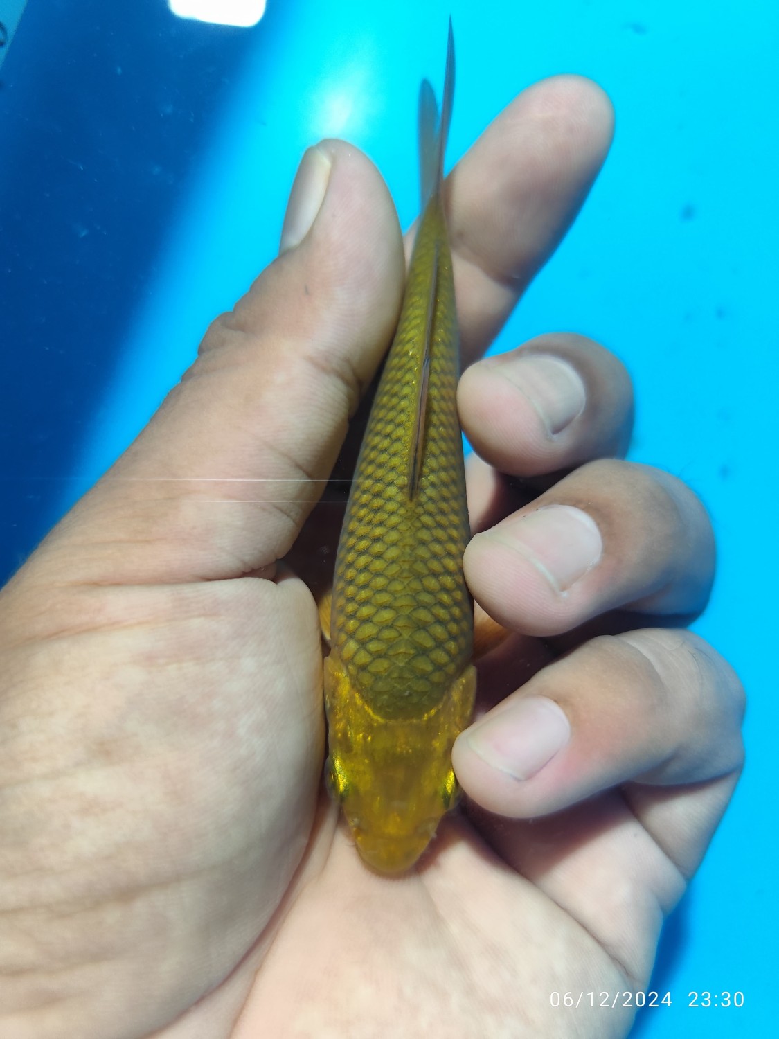 Juara 5