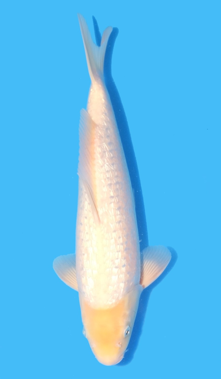 Juara 5