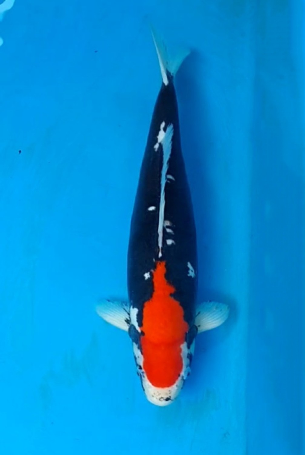 Juara 2