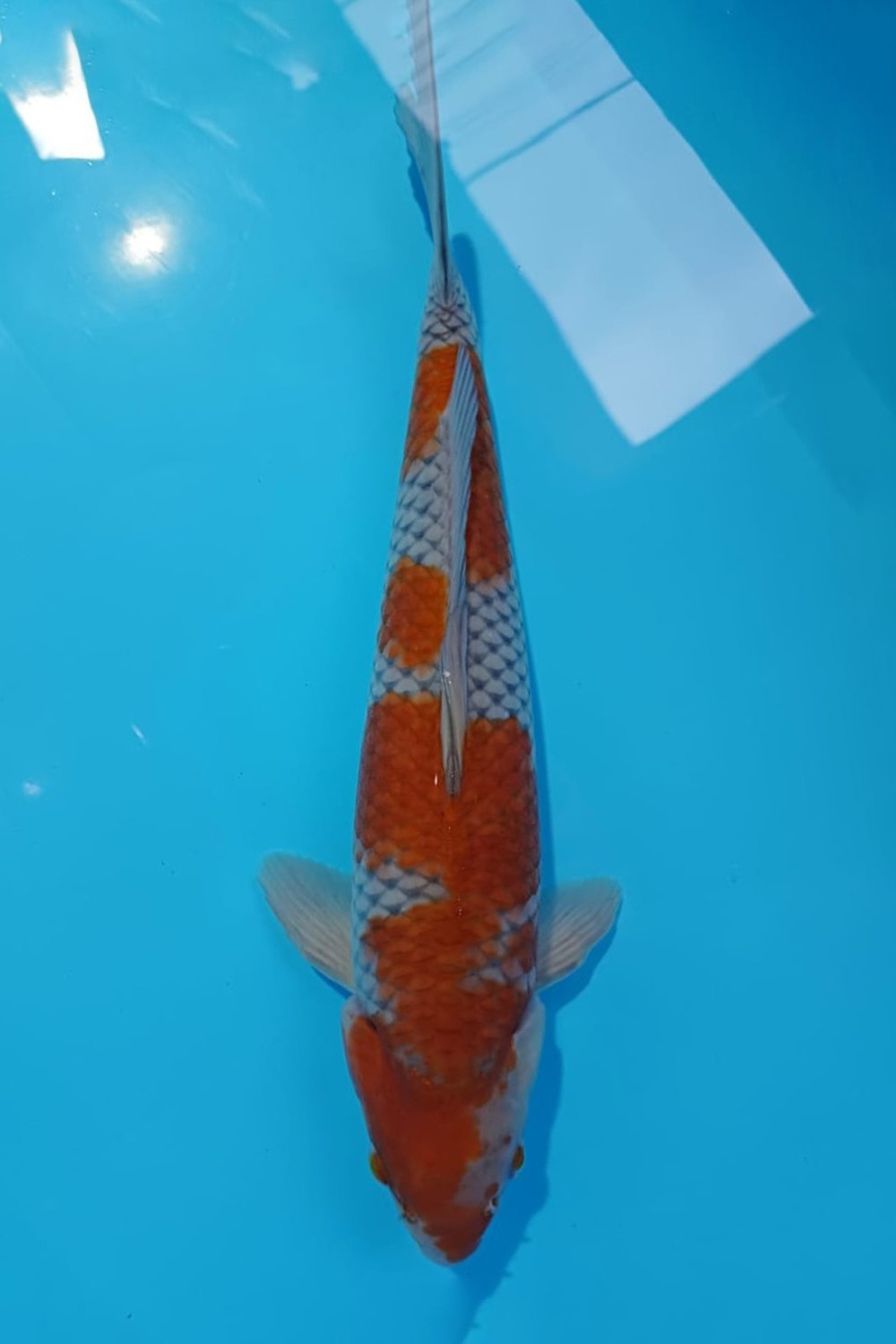 Juara 3