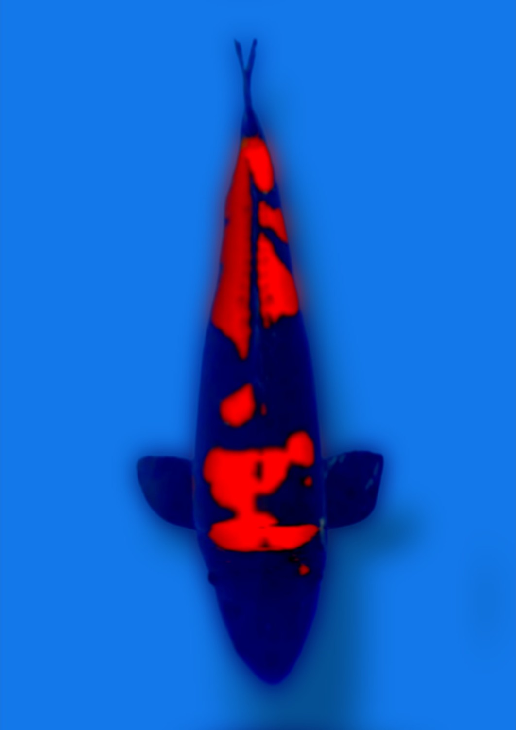 Juara 1