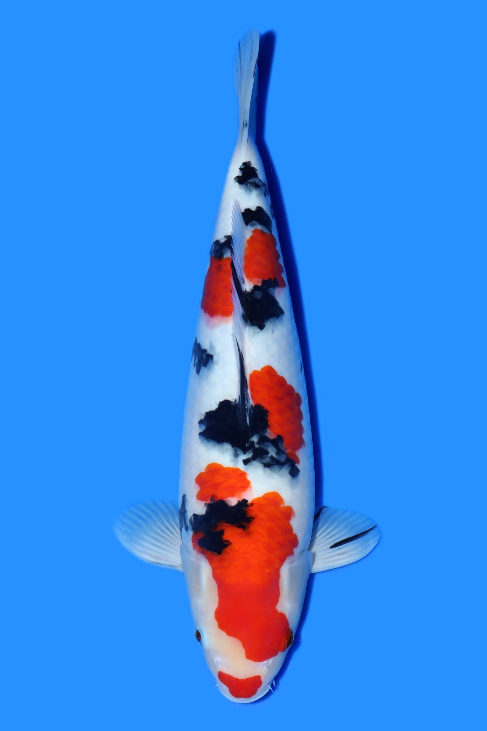 Juara 1