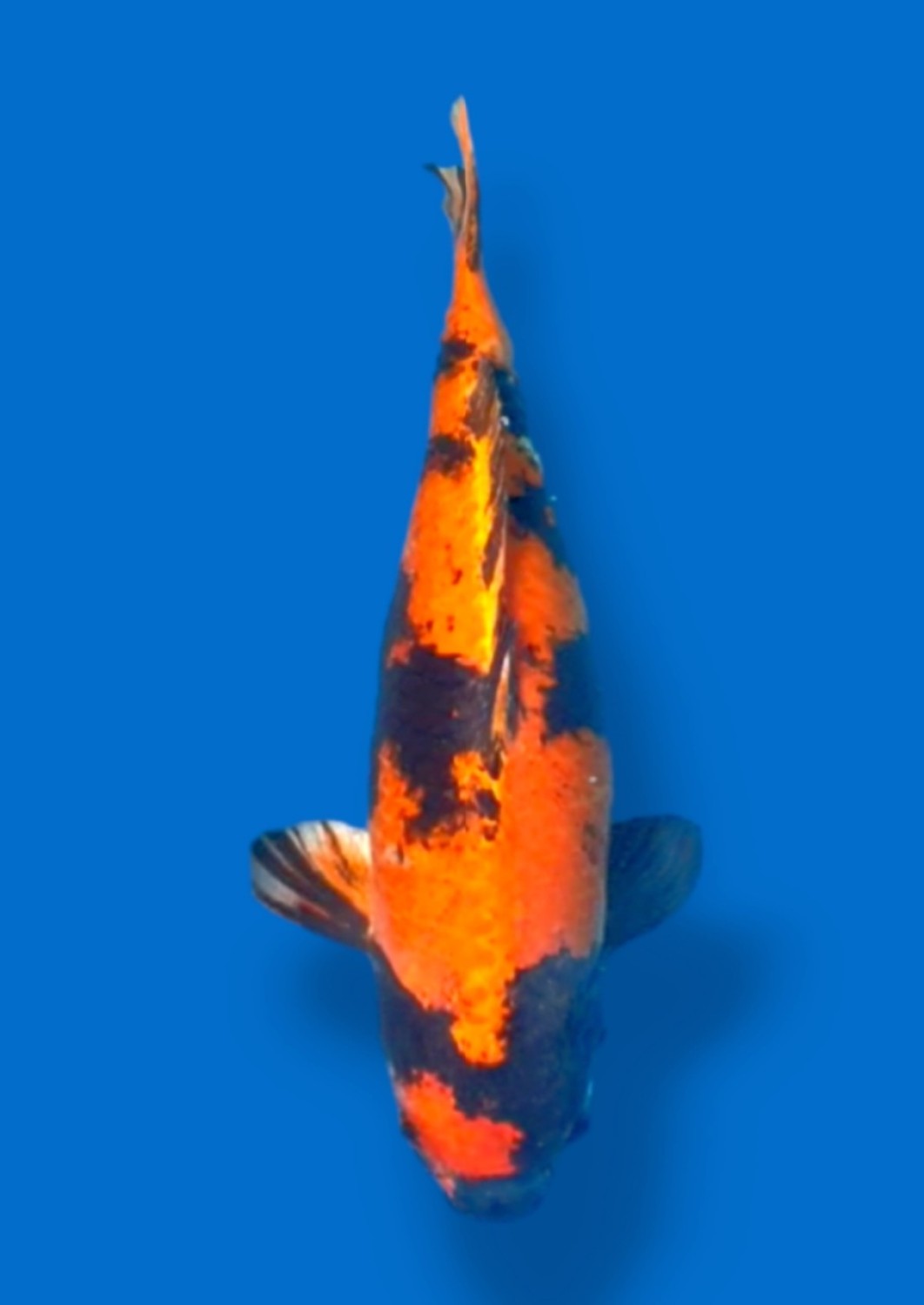 Juara 2