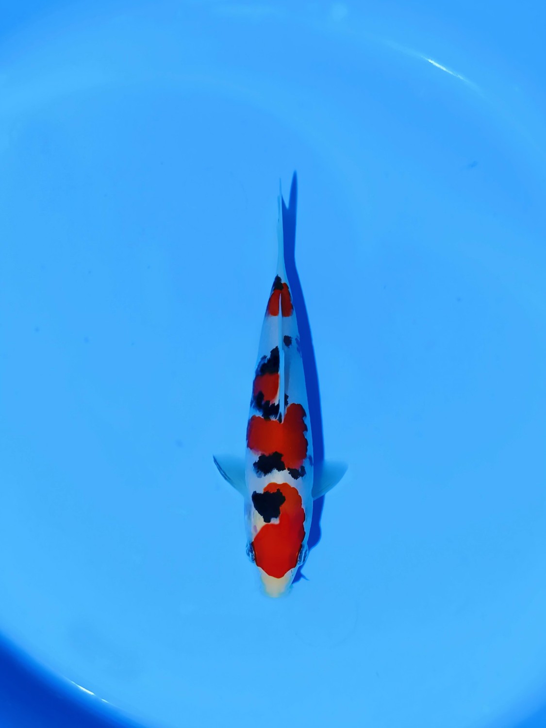 Juara 1