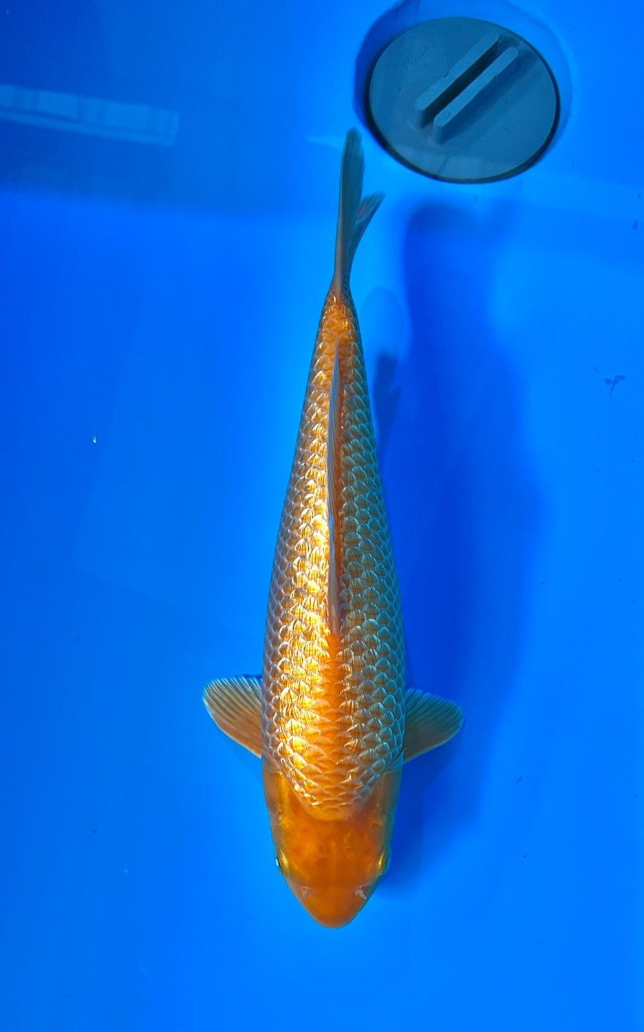 Juara 1