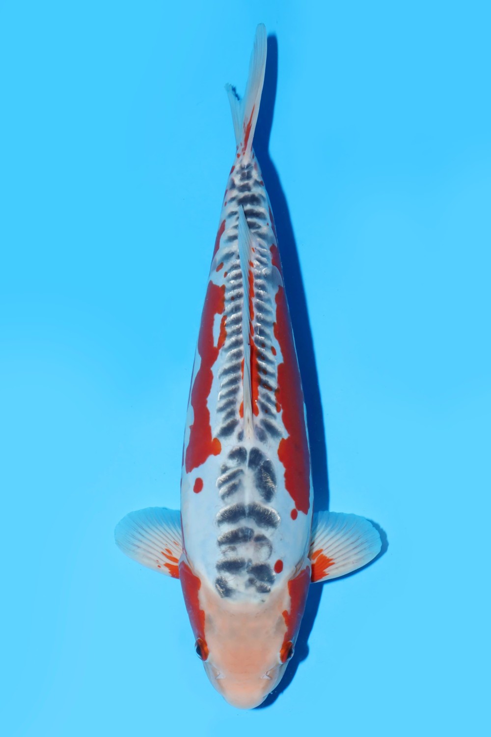 Juara 3