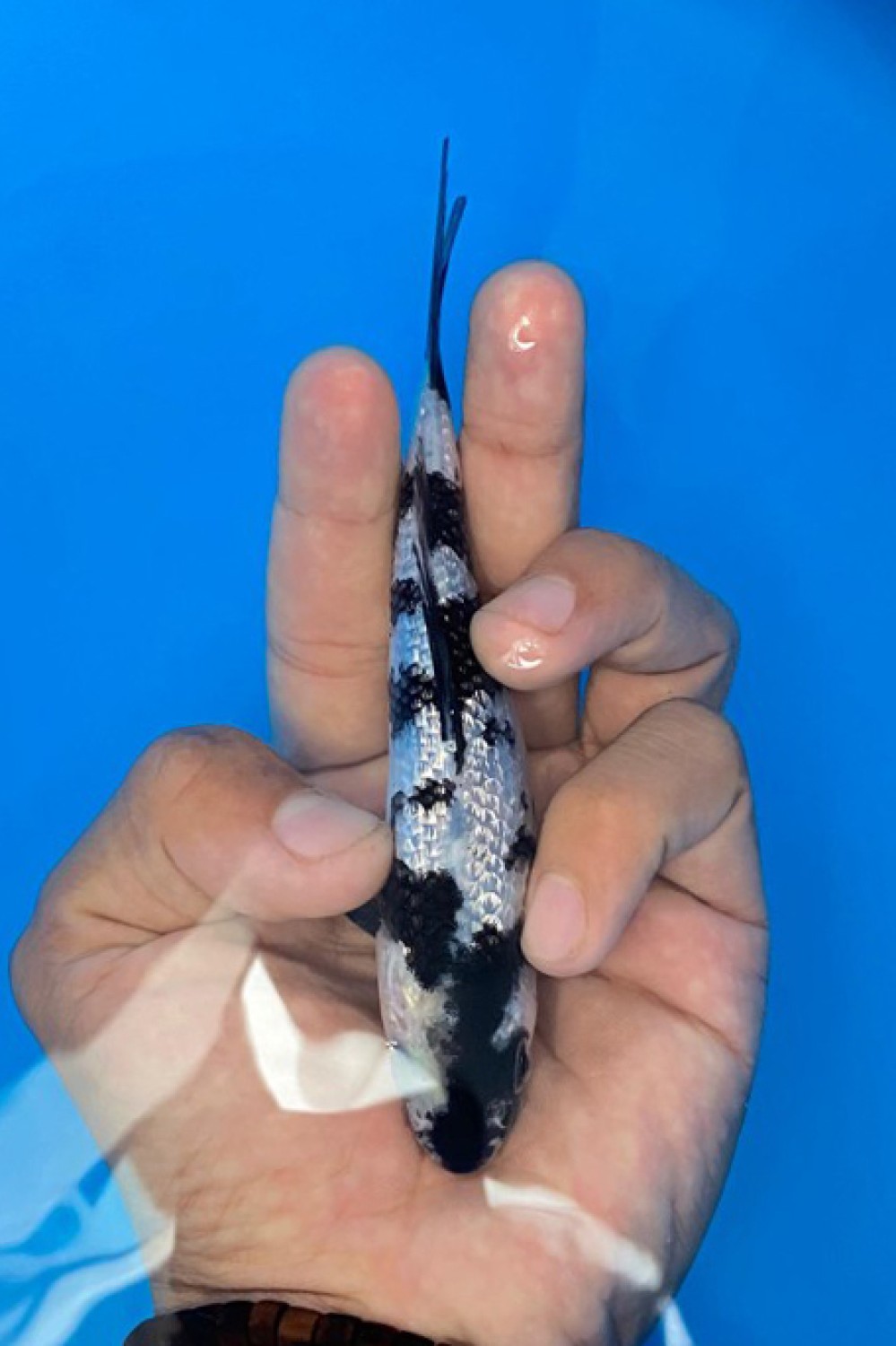 Juara 4
