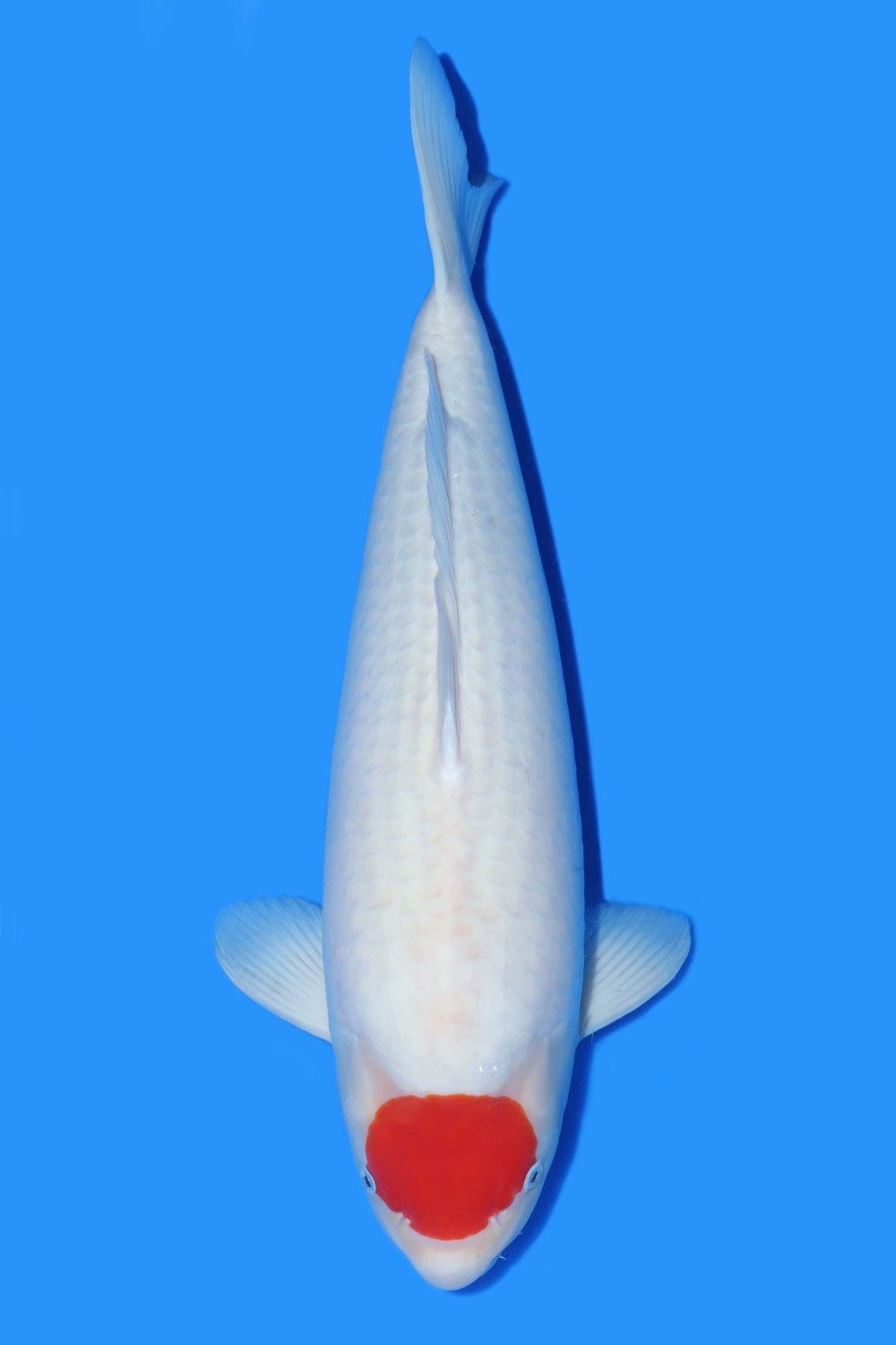 Juara 1
