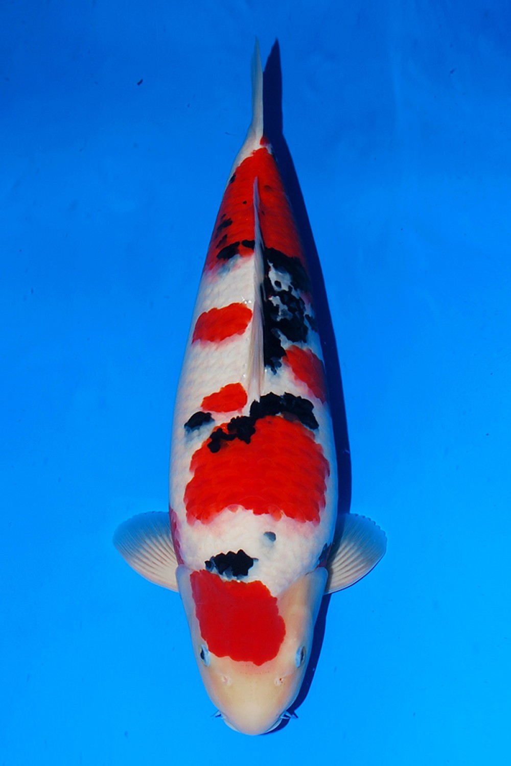Juara 1