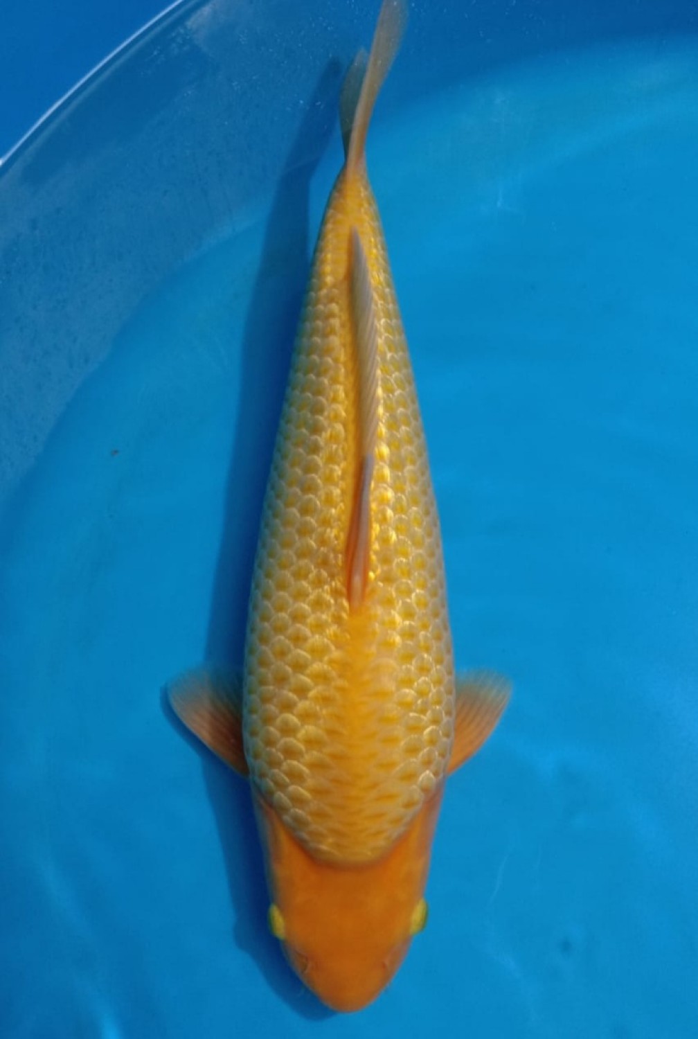 Juara 4