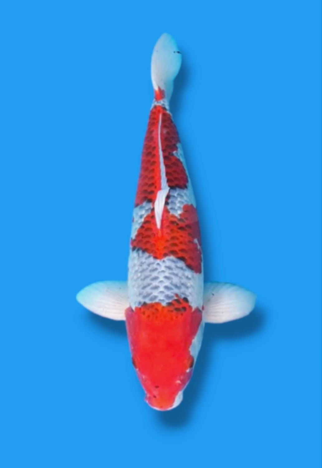 Juara 1